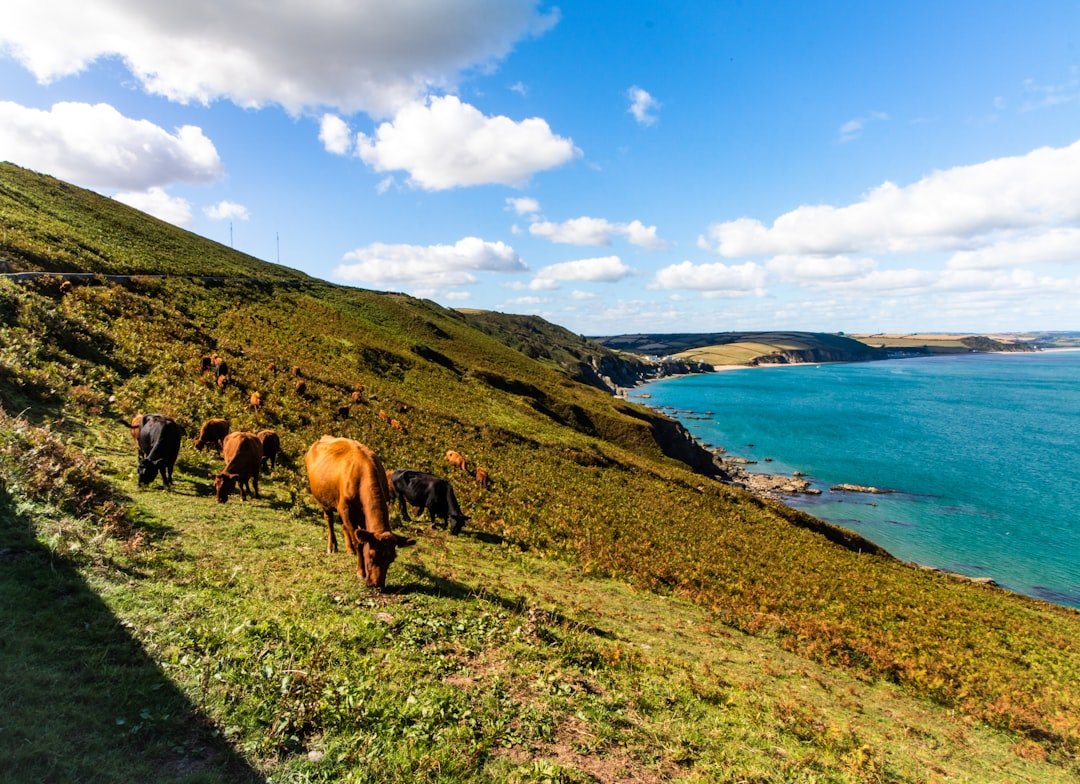 horses on green grass field near body of water during daytime dhgate